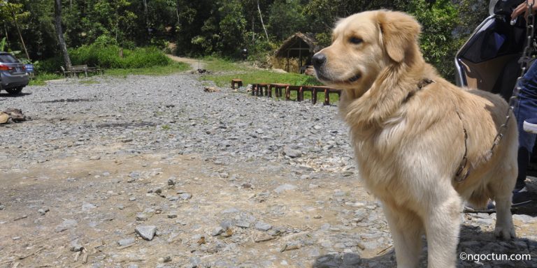 Tun Golden Retriever on the way by motorbike to Tam Dao mountain-Vinh phuc Province - Vietnam ngoctun.com