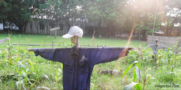 man of straw in ethnology museum of vietnam ngoctun.com