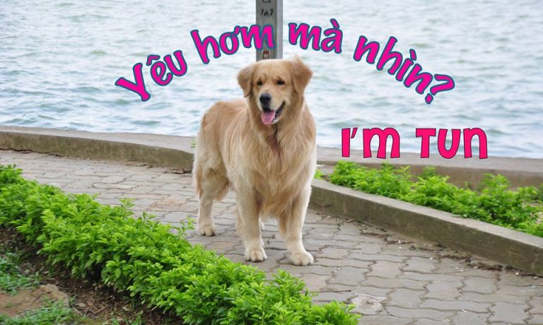 Tun Golden Retriever