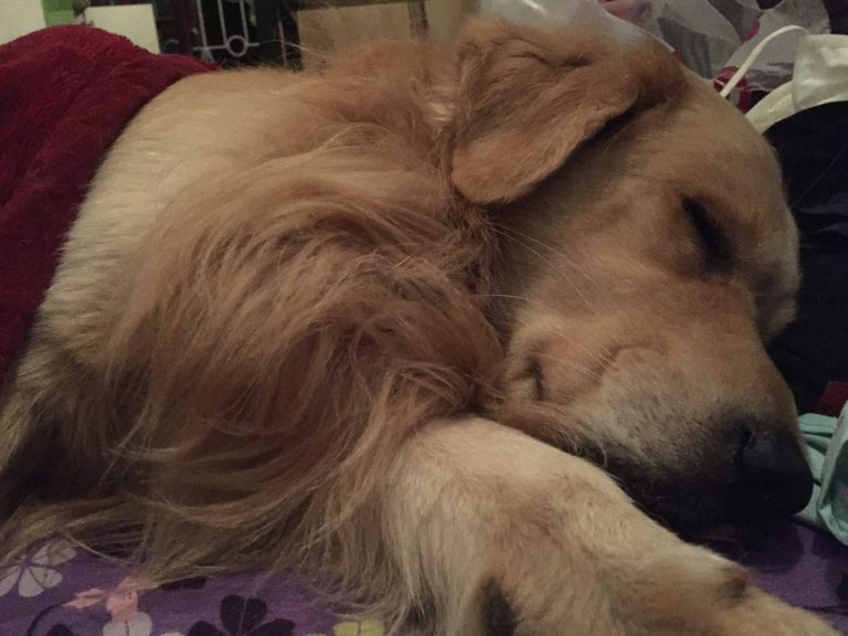 Những chú chó mà tôi biết