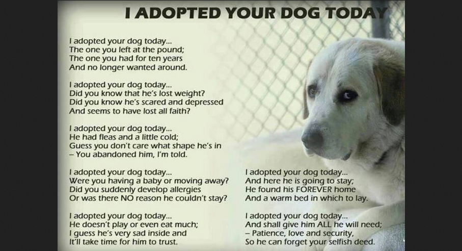 I adopted your dog today…