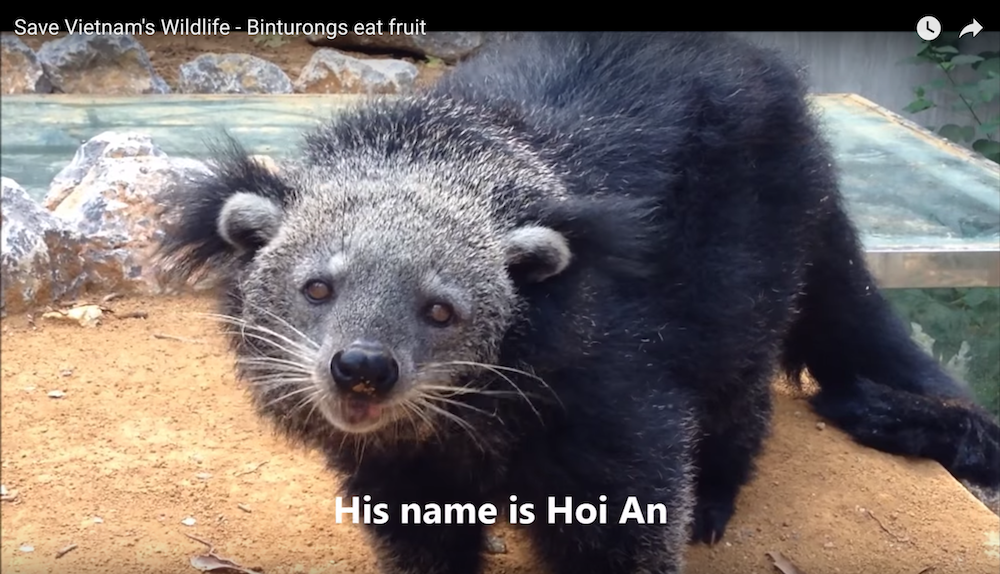 Introduce Binturongs – Save Vietnam’s Wildlife